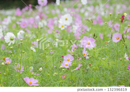 優雅綻放的雨季波斯菊 優雅綻放的雨季波斯菊 132396819