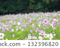 優雅綻放的雨季波斯菊 132396820