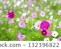 優雅綻放的雨季波斯菊 132396822