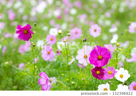 Gracefully blooming rainy cosmos Gracefully blooming rainy cosmos 132396822