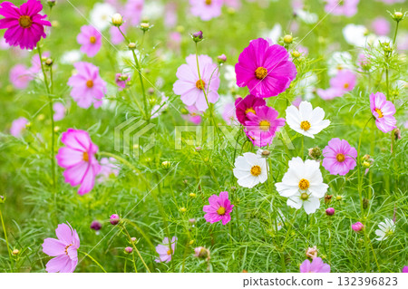 Gracefully blooming rainy cosmos 132396823