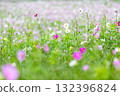 優雅綻放的雨季波斯菊 132396824