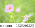 優雅綻放的雨季波斯菊 132396825