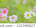 優雅綻放的雨季波斯菊 132396827