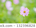 優雅綻放的雨季波斯菊 132396828