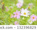 優雅綻放的雨季波斯菊 132396829