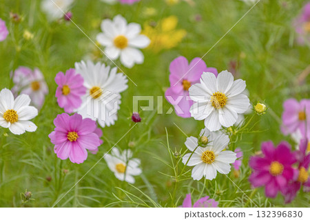 Gracefully blooming rainy cosmos 132396830