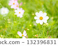 優雅綻放的雨季波斯菊 132396831