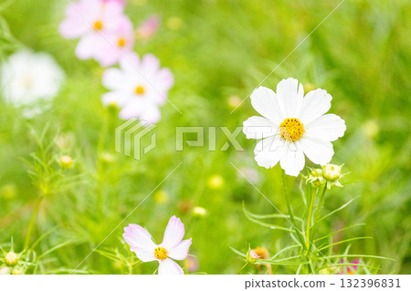 優雅綻放的雨季波斯菊 優雅綻放的雨季波斯菊 132396831