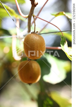 Fruit of kiwifruit 132396944