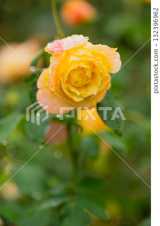 Orange-yellow roses after the rain 132396962