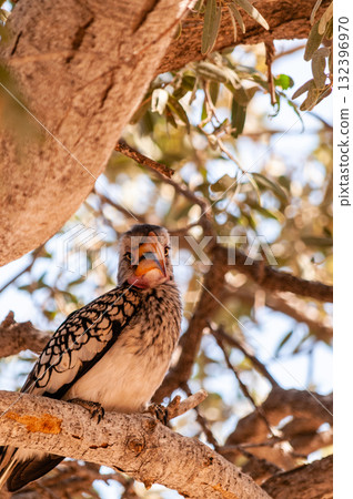 Southern Yellow billed horn bill Southern Yellow billed horn bill 132396970
