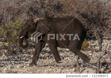 Closeup of an African Elephant Passing By 132396971