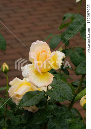 Yellow roses wet in the autumn rain Yellow roses wet in the autumn rain 132397005