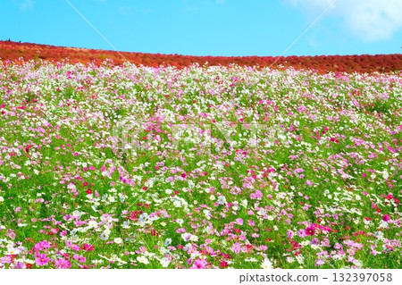 Kokia of the state-owned Hitachihama Beach Park Kokia of the state-owned Hitachihama Beach Park 132397058
