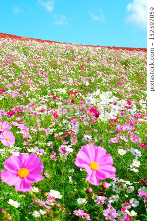 Kokia of the state-owned Hitachihama Beach Park Kokia of the state-owned Hitachihama Beach Park 132397059