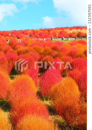 國有的Hitachihama海灘公園的Kokia 132397091