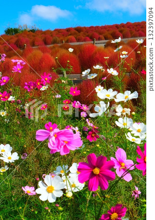 Kokia of the state-owned Hitachihama Beach Park 132397094