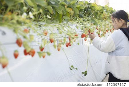 Girl enjoying strawberry hunting Girl enjoying strawberry hunting 132397117