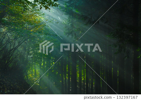 Forest scenery with sunlight streaming in 132397167