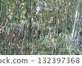Soft light shining into the quiet bamboo forest② 132397368