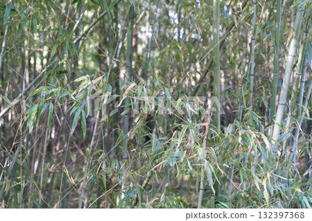 Soft light shining into the quiet bamboo forest② Soft light shining into the quiet bamboo forest② 132397368