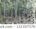 Soft light shining into the quiet bamboo forest ④ 132397370