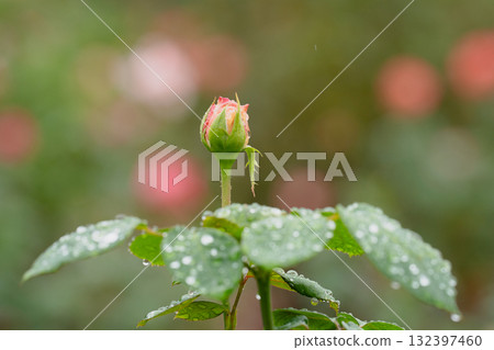 A poem before autumn blooms A poem before autumn blooms 132397460