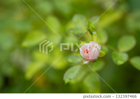 A poem before autumn blooms 132397466