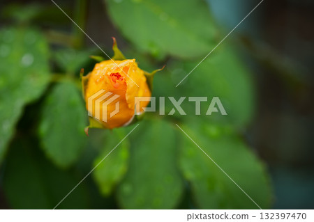 A poem before autumn blooms A poem before autumn blooms 132397470