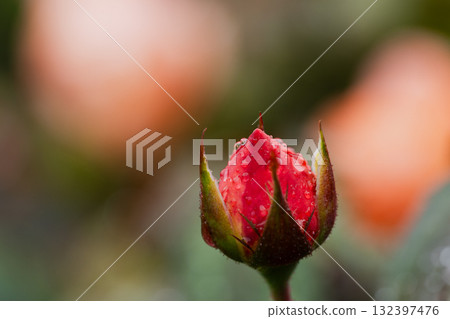 A poem before autumn blooms 132397476