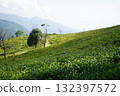 Green Tea Plantation Slopes with Himalayan Backdrop 132397572