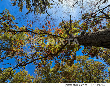 Upward View of Autumn Tree Canopy Against Blue Sky 132397622
