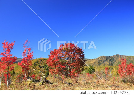 乘鞍高原的巨楓紅葉 乘鞍高原的巨楓紅葉 132397783