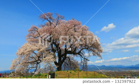 The impressive cherry blossoms of Tairo have captivated visitors for years 132397922