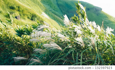 芒草搖曳的山丘 132397923