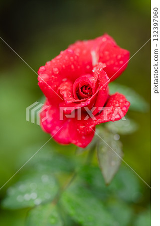 After the Rain, Crimson Heartbeat After the Rain, Crimson Heartbeat 132397960