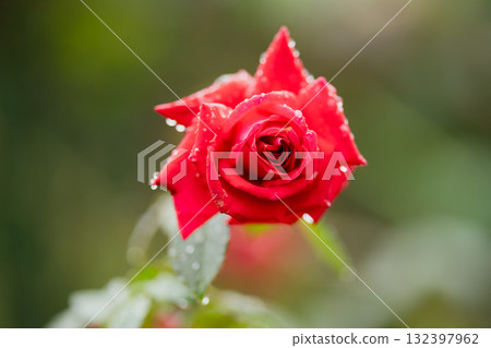 雨後，緋紅心跳 132397962