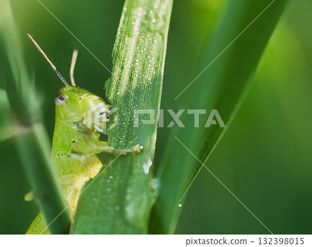 一隻蚱蜢正在吃草本植物 一隻蚱蜢正在吃草本植物 132398015