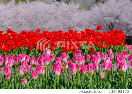Spring tulip flowerbeds and rows of cherry blossom trees Spring tulip flowerbeds and rows of cherry blossom trees 132398130