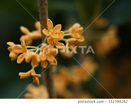 The lovely sweet osmanthus flowers blooming in October 132398262