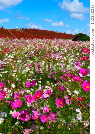 Kokia of the state-owned Hitachihama Beach Park Kokia of the state-owned Hitachihama Beach Park 132398282