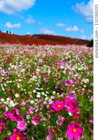 Kokia of the state-owned Hitachihama Beach Park Kokia of the state-owned Hitachihama Beach Park 132398283