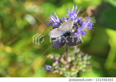 A butterfly sucking nectar from a purple flower of a flower that blooms in the autumn garden 132398365