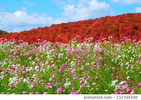 Kokia of the state-owned Hitachihama Beach Park 132398380