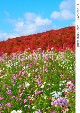 國有的Hitachihama海灘公園的Kokia 132398381