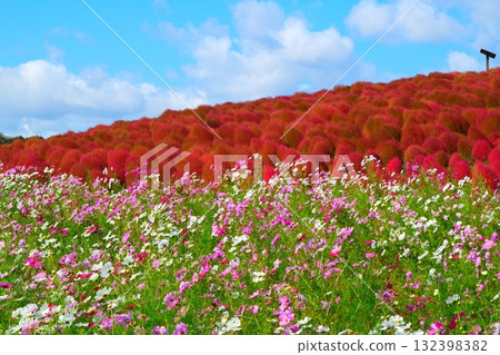 國有的Hitachihama海灘公園的Kokia 132398382