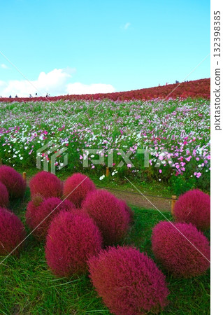 Kokia of the state-owned Hitachihama Beach Park 132398385