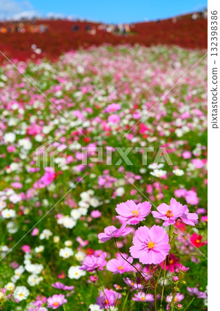 Kokia of the state-owned Hitachihama Beach Park 132398386