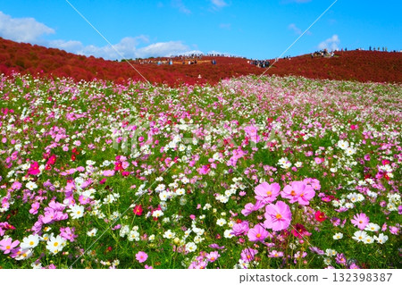 國有的Hitachihama海灘公園的Kokia 國有的Hitachihama海灘公園的Kokia 132398387